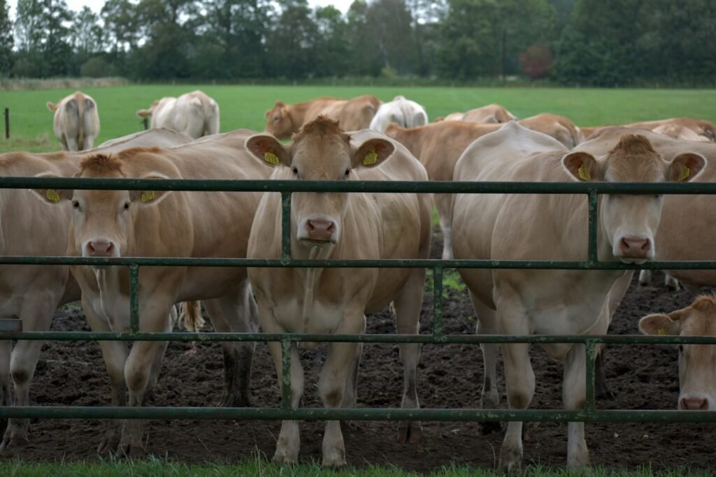 A herd of cows standing next to each other behind a fence